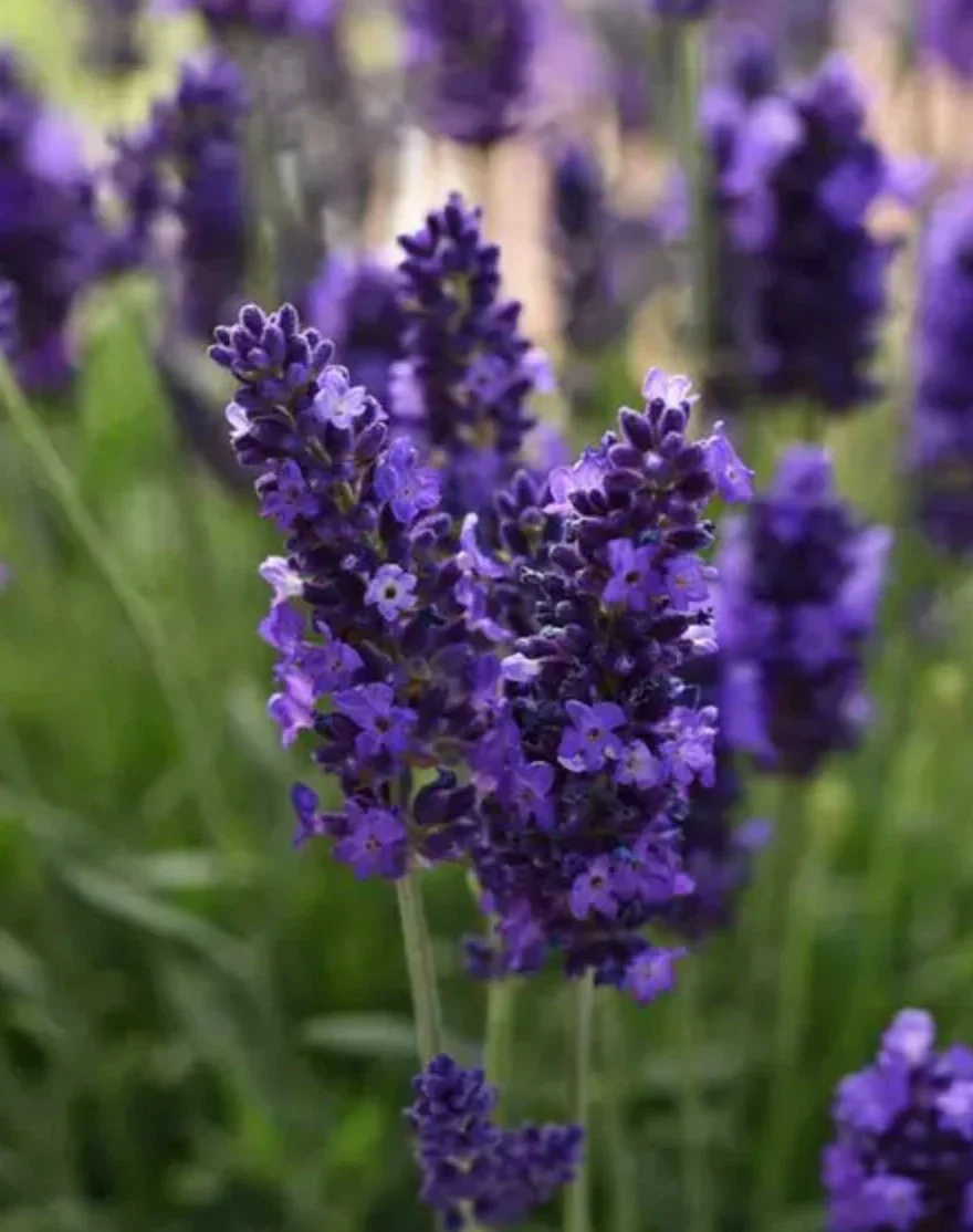 Lavender Seeds (English Lavender Seeds) - Classic Fragrant Blooms for Gardens