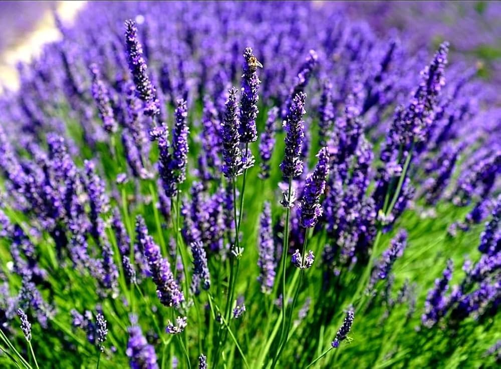 Lavender Seeds (English Lavender Seeds) - Classic Fragrant Blooms for Gardens - Image 2