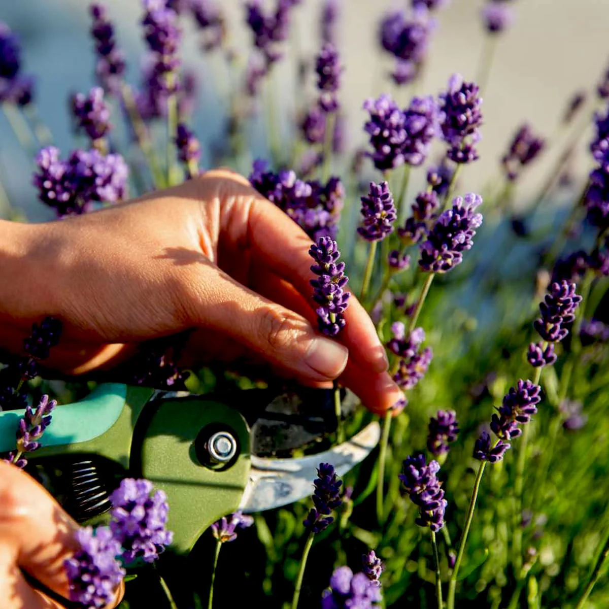 Lavender Seeds (English Lavender Seeds) - Classic Fragrant Blooms for Gardens - Image 3