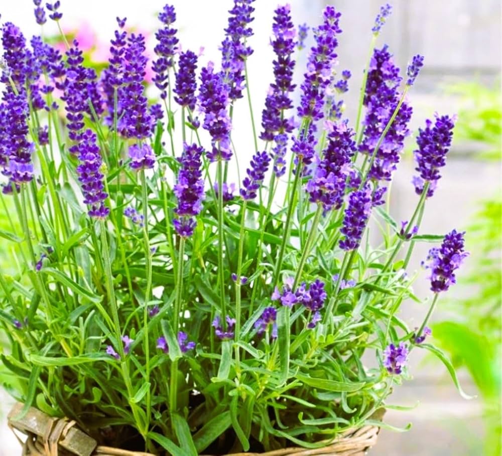Lavender Seeds (English Lavender Seeds) - Classic Fragrant Blooms for Gardens - Image 4