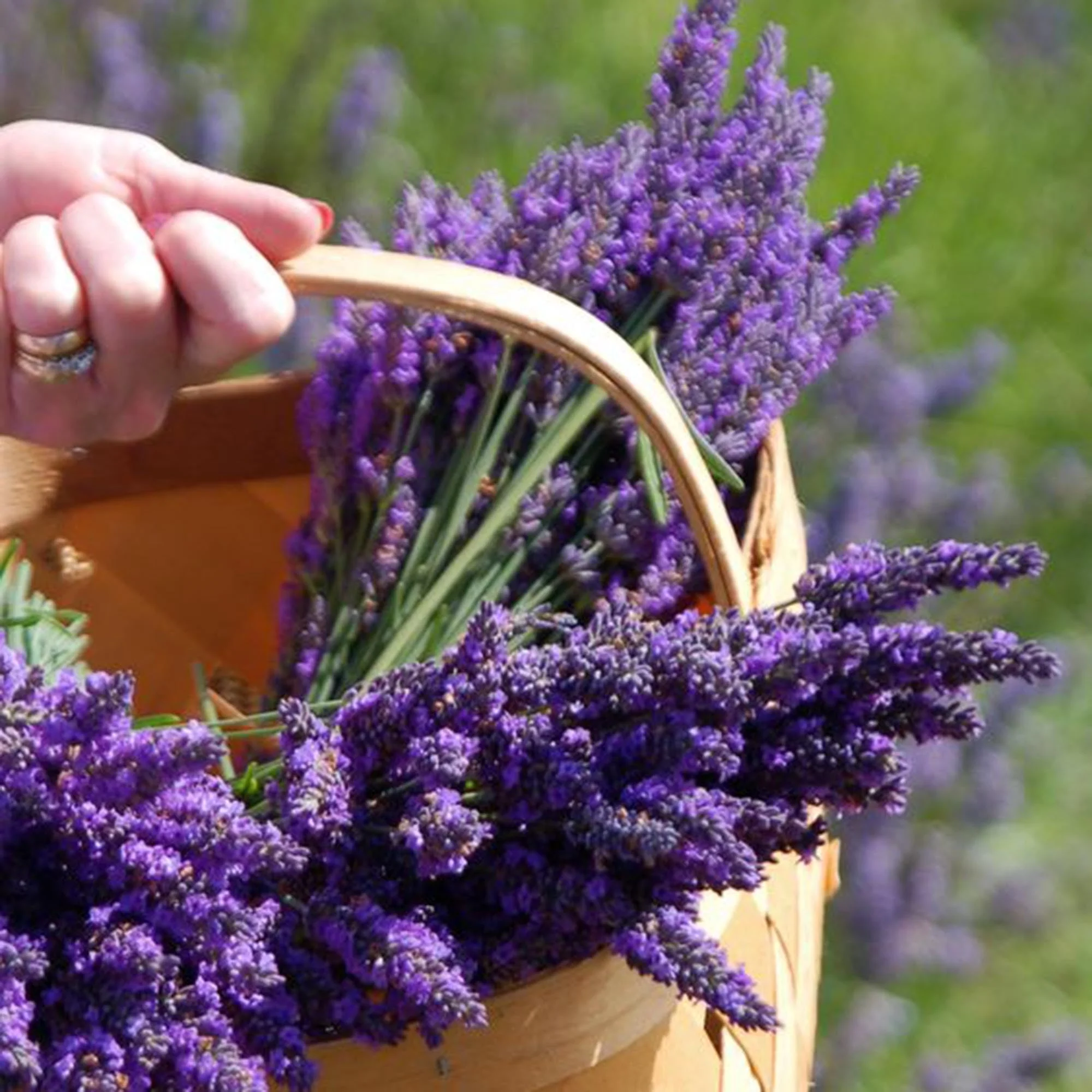 Lavender Seeds (English Lavender Seeds) - Classic Fragrant Blooms for Gardens - Image 5