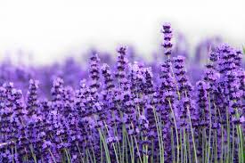 Lavender Seeds (English Lavender Seeds) - Classic Fragrant Blooms for Gardens - Image 6
