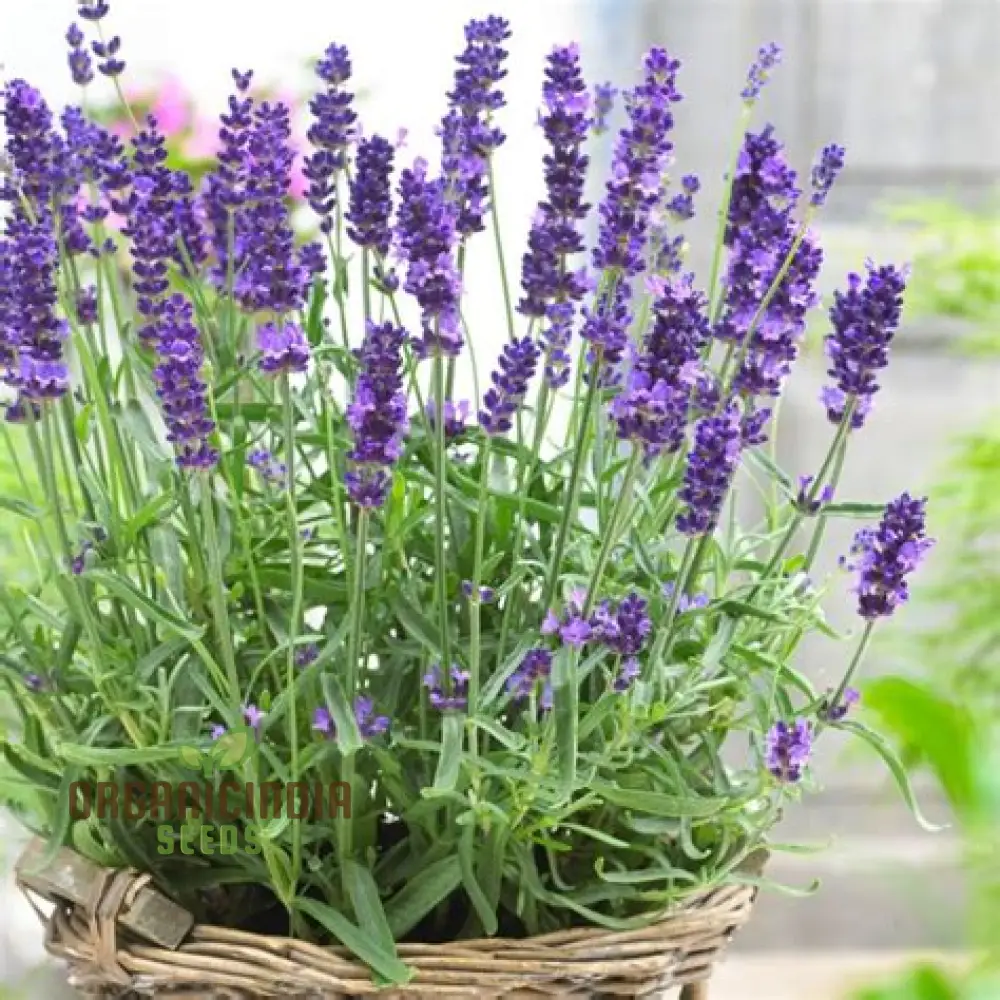 English Lavender Seeds – Fragrant, Hardy Perennial for Garden Borders & Aromatic Landscapes
