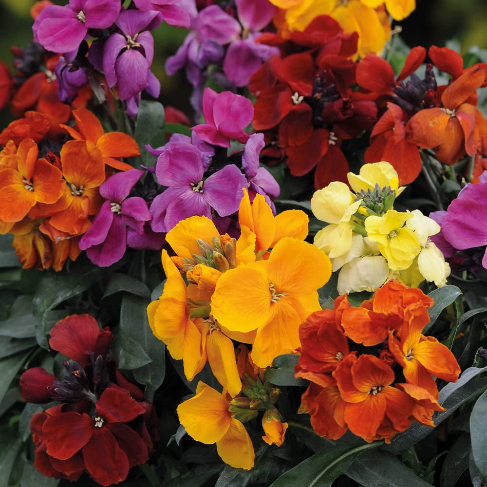 English Wallflower Seeds – Vibrant Blooms for Classic Garden Charm