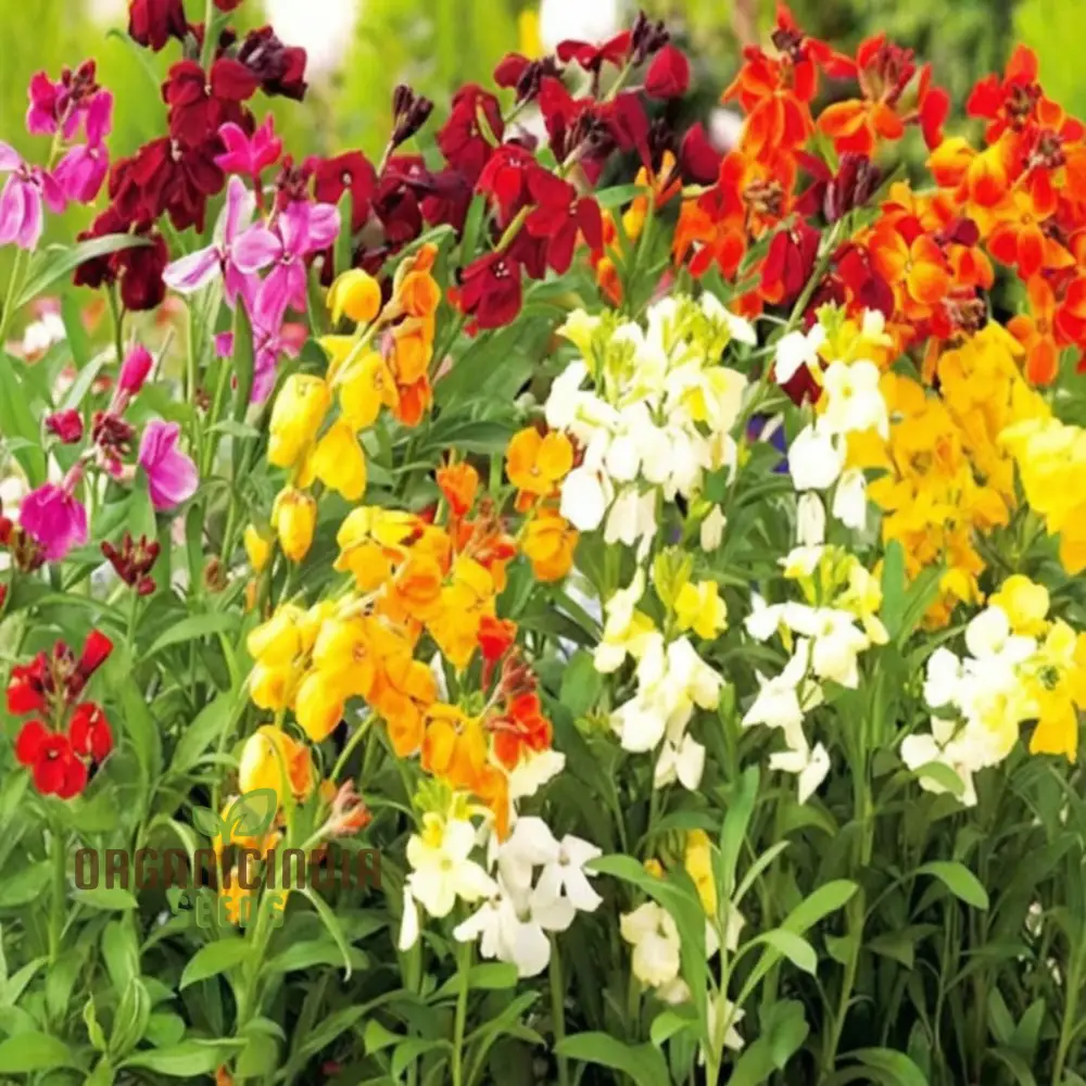 English Wallflower Seeds – Vibrant Blooms for Classic Garden Charm - Image 5