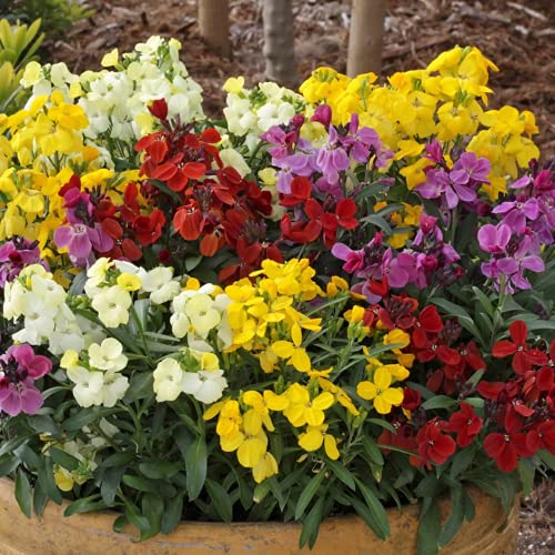 English Wallflower Seeds – Vibrant Blooms for Classic Garden Charm - Image 6