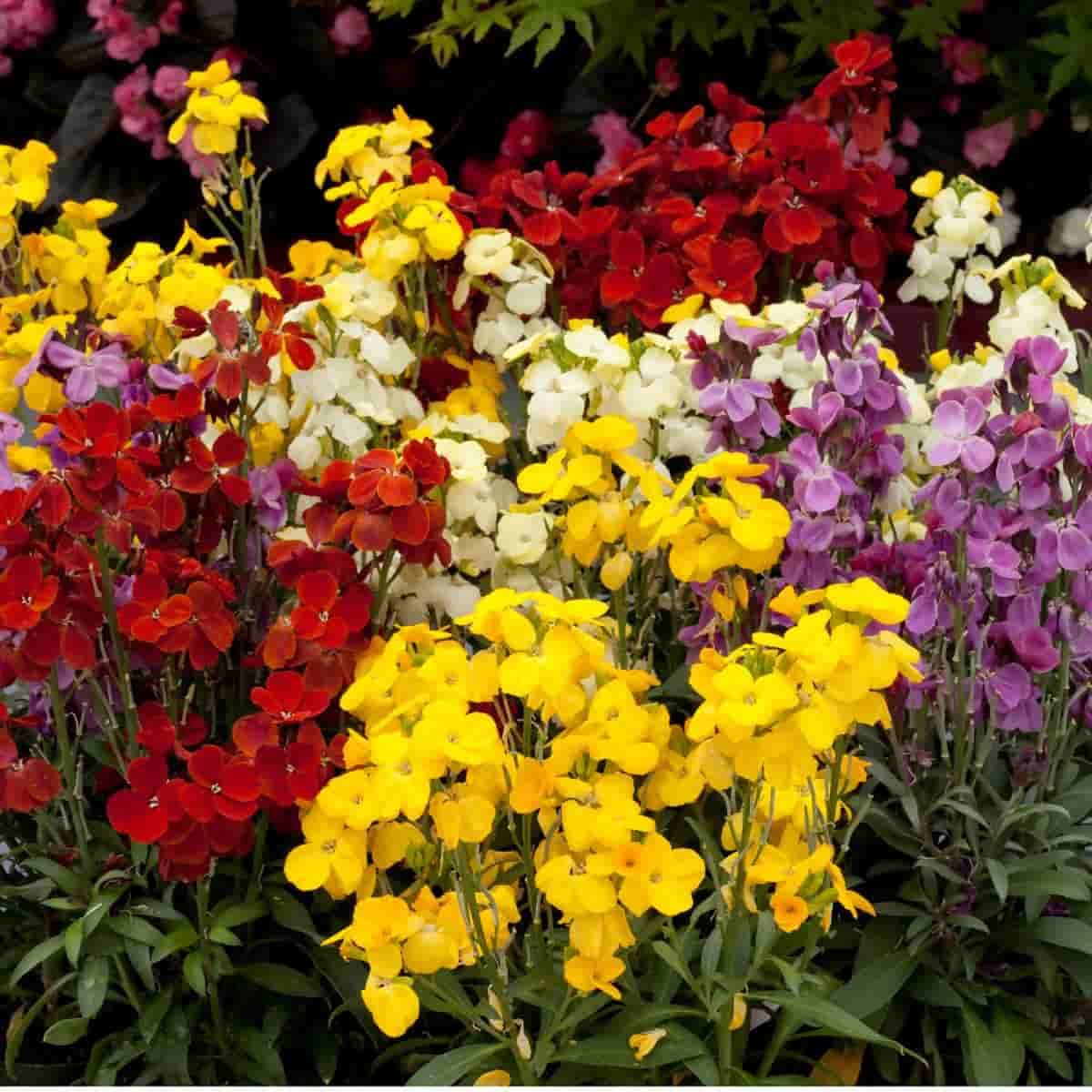 English Wallflower Seeds – Vibrant Blooms for Classic Garden Charm - Image 7