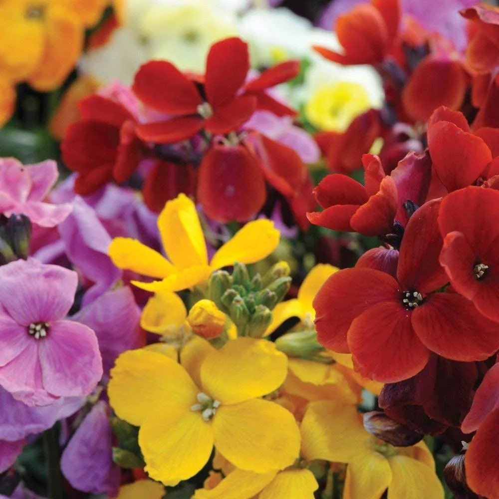 English Wallflower Seeds – Vibrant Blooms for Classic Garden Charm - Image 8