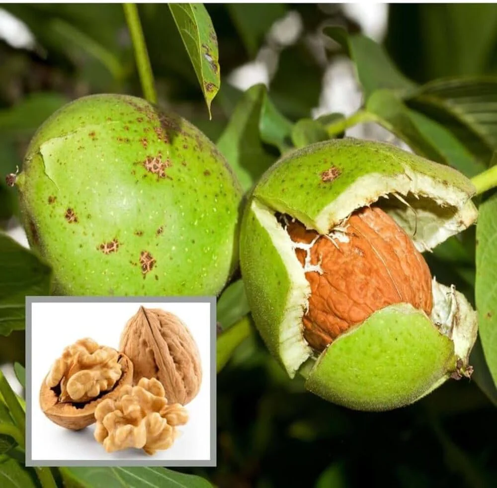 English Walnut Tree Seeds - Image 4