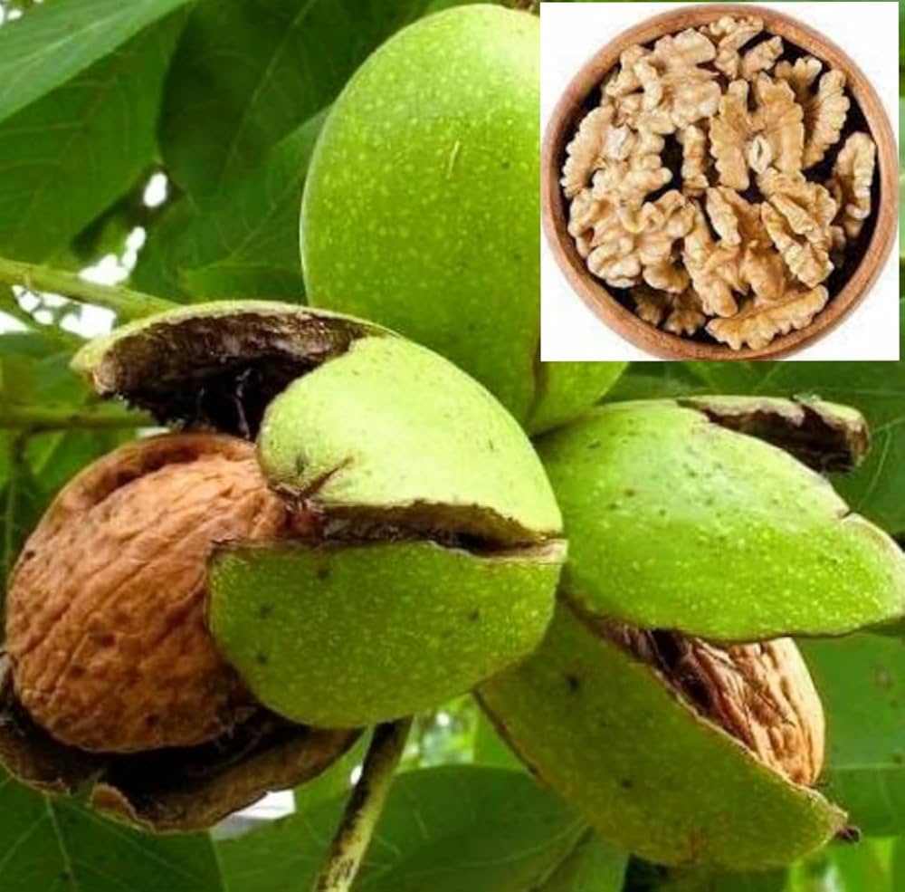 English Walnut Tree Seeds - Image 5