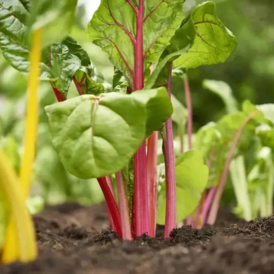 Enhance Your Garden with New Fresh Rainbow Chard Vegetable Seeds For Planting - Grow a Vibrant and Colorful Harvest - Image 3