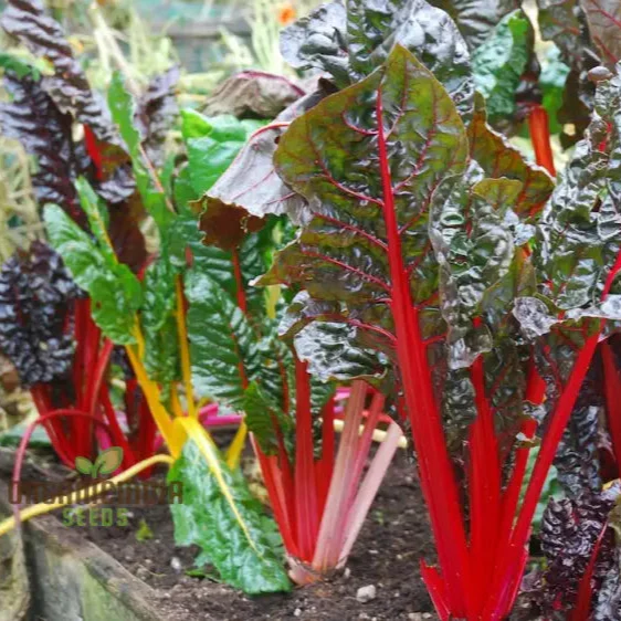Enhance Your Garden with New Fresh Rainbow Chard Vegetable Seeds For Planting - Grow a Vibrant and Colorful Harvest - Image 4