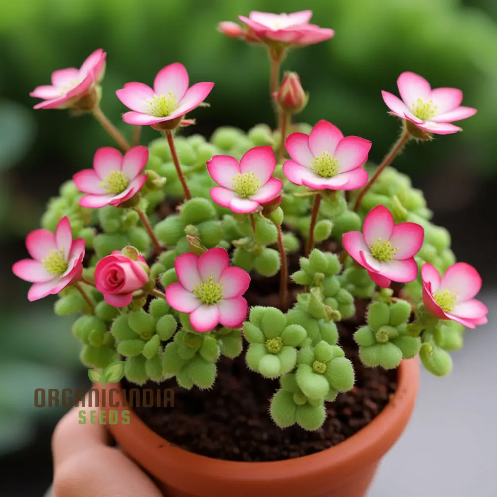 Saxifraga Mossy Seeds – Rose Saxifrage Variety for Beautiful Garden Blooms - Image 3