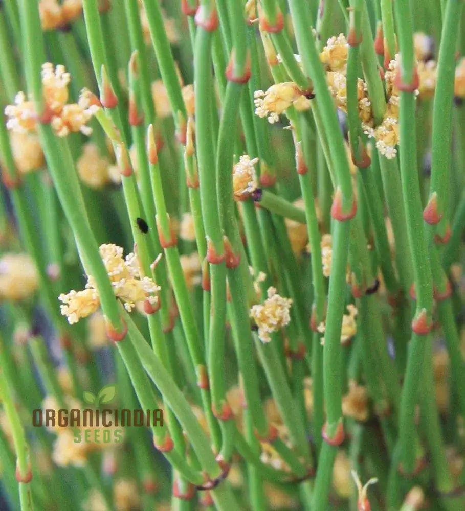 Ephedra Sinica Seeds – Premium Ornamental Drought-Tolerant Shrub
