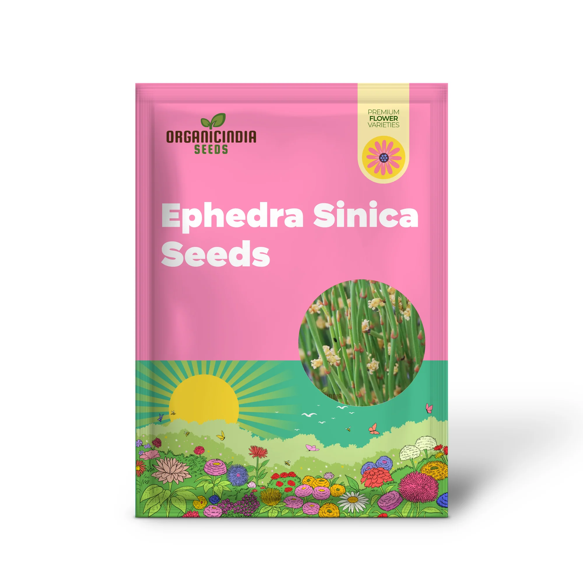 Ephedra Sinica Seeds – Premium Ornamental Drought-Tolerant Shrub - Image 2