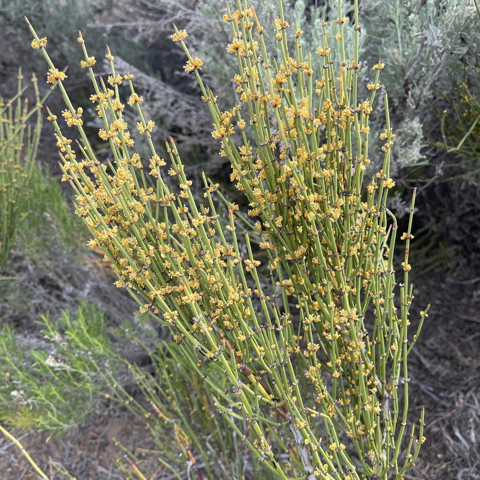 Ephedra Sinica Seeds – Premium Ornamental Drought-Tolerant Shrub - Image 3