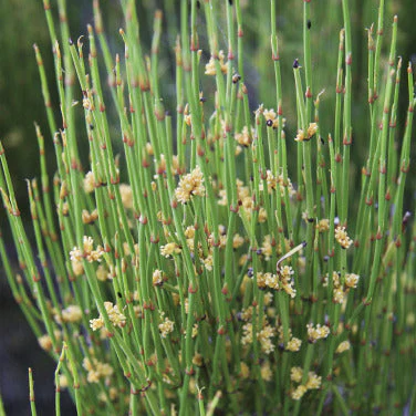 Ephedra Sinica Seeds – Premium Ornamental Drought-Tolerant Shrub - Image 4