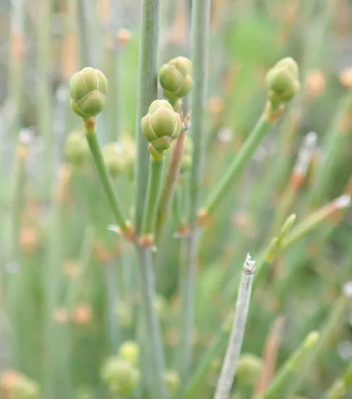Ephedra Sinica Seeds – Premium Ornamental Drought-Tolerant Shrub - Image 5