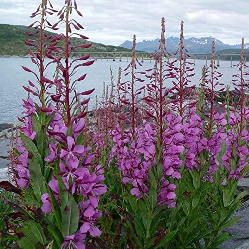 Epicorium Angustifolium Seeds – Vibrant Fireweed Variety for Gardens - Image 4