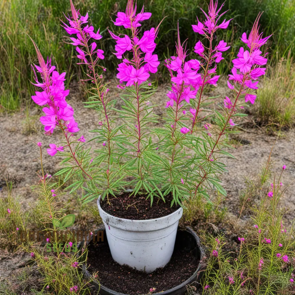 Epicorium Angustifolium Seeds – Vibrant Fireweed Variety for Gardens - Image 5