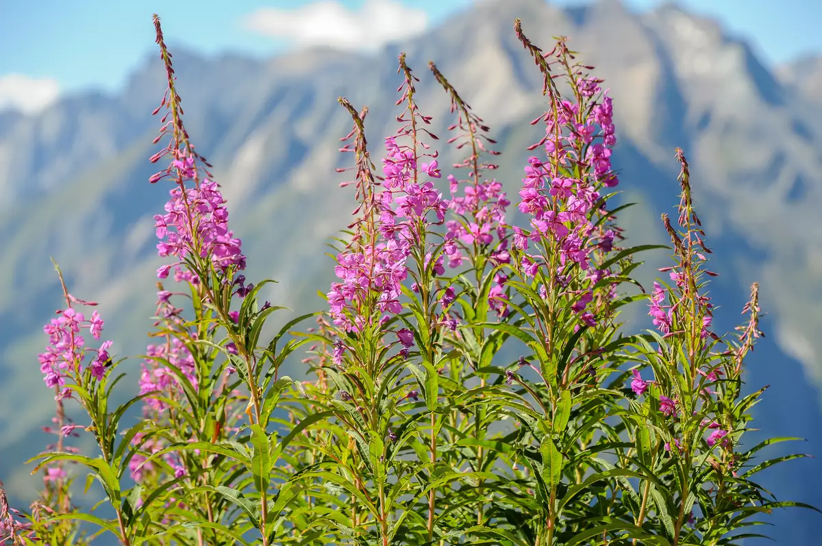 Epicorium Angustifolium Seeds – Vibrant Fireweed Variety for Gardens - Image 6