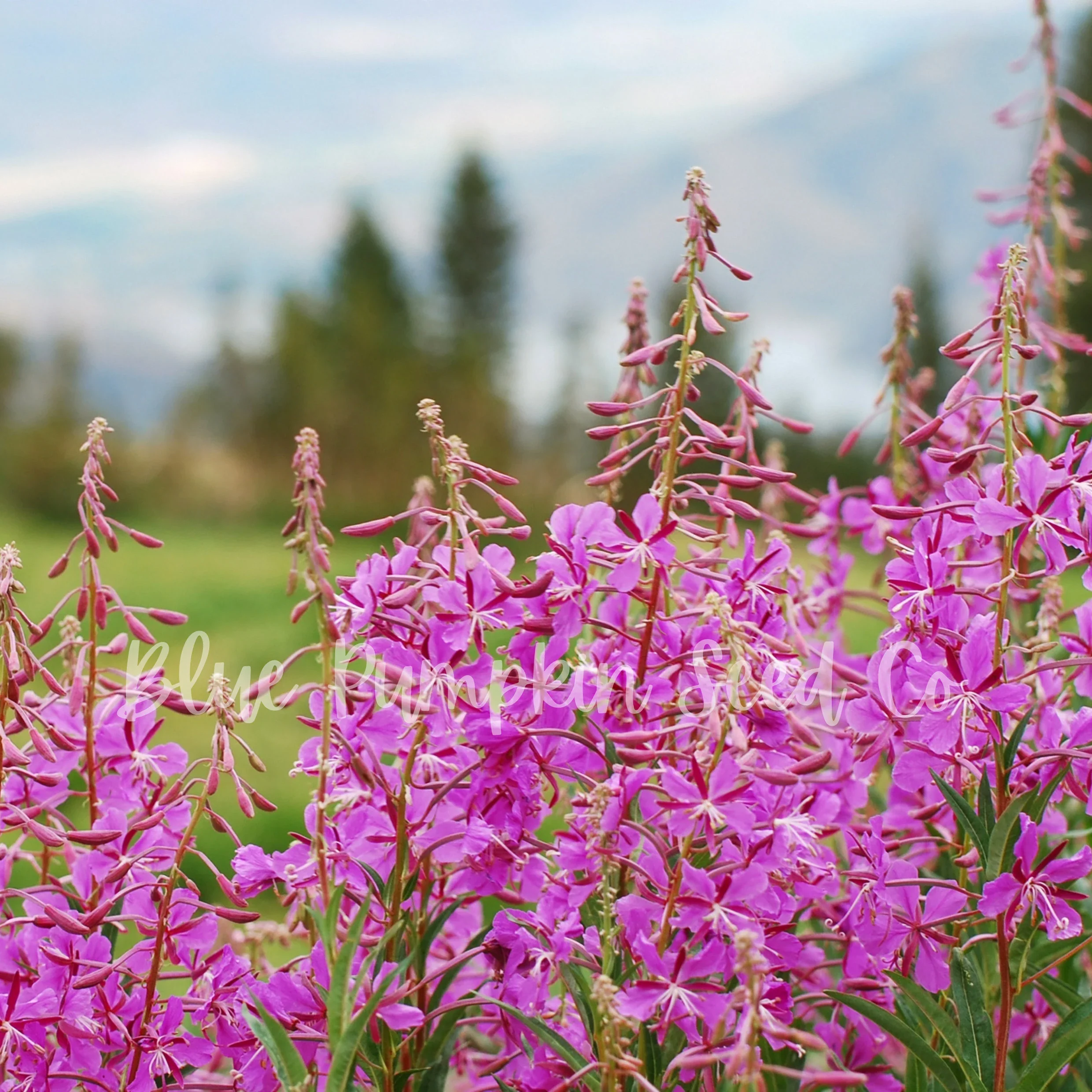 Epicorium Angustifolium Seeds – Vibrant Fireweed Variety for Gardens - Image 7