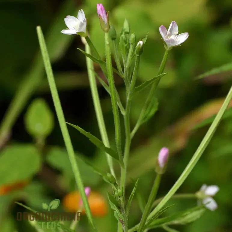 Epilobium Crassum Flower Seeds For Planting, Cultivating Delicate Beauty in Your Garden