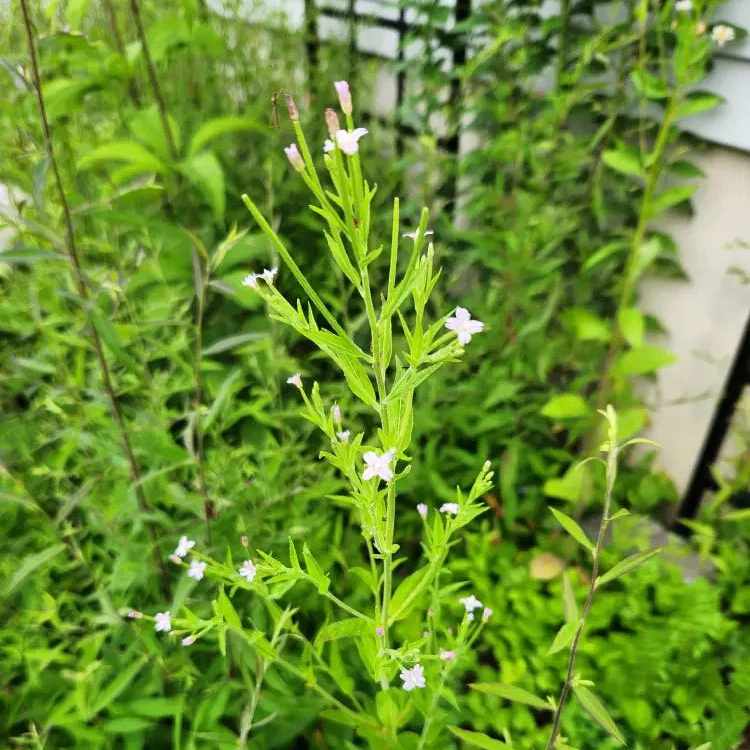 Epilobium Crassum Flower Seeds For Planting, Cultivating Delicate Beauty in Your Garden - Image 3