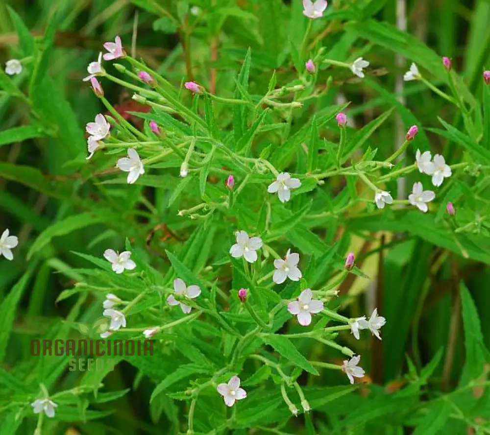 Epilobium Crassum Flower Seeds For Planting, Cultivating Delicate Beauty in Your Garden - Image 4