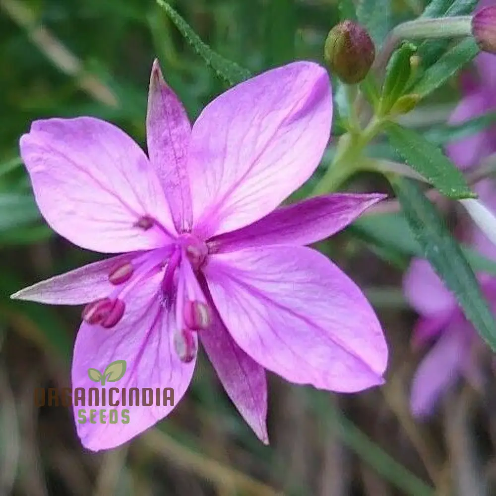 Epilobium Fleischeri Flower Seeds For Planting, Graceful Wildflowers for Your Garden