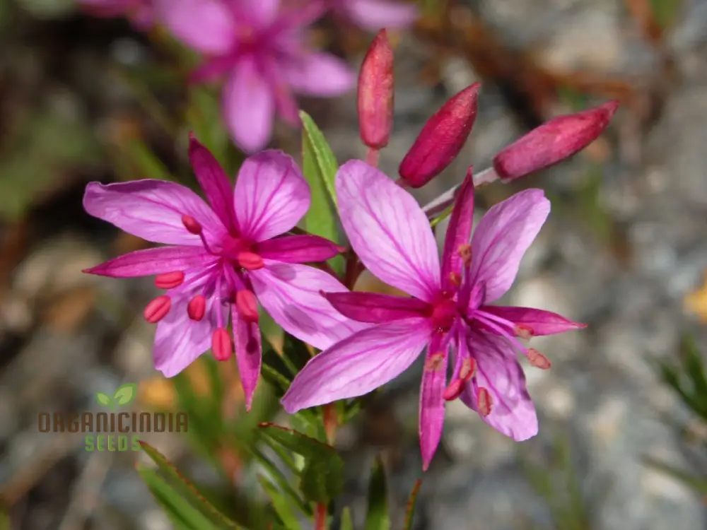 Epilobium Fleischeri Flower Seeds For Planting, Graceful Wildflowers for Your Garden - Image 3