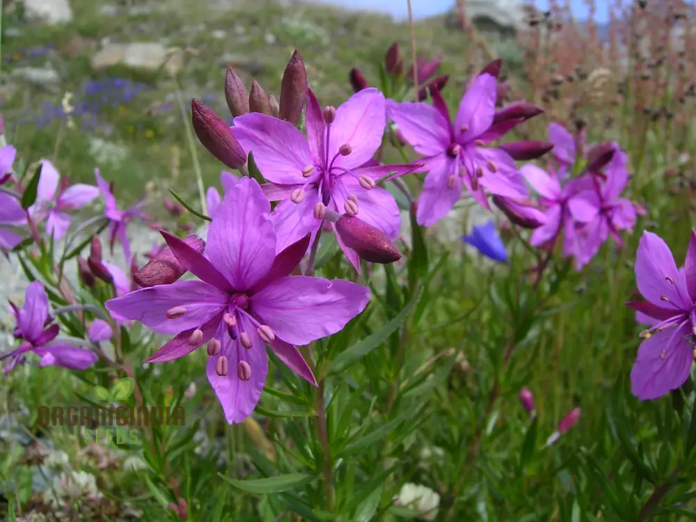Epilobium Fleischeri Flower Seeds For Planting, Graceful Wildflowers for Your Garden - Image 4