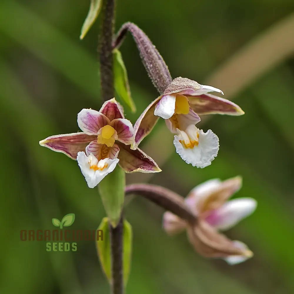 Epipactis Palustris Flower Seeds For Planting, Cultivating Marshland Beauty in Your Garden