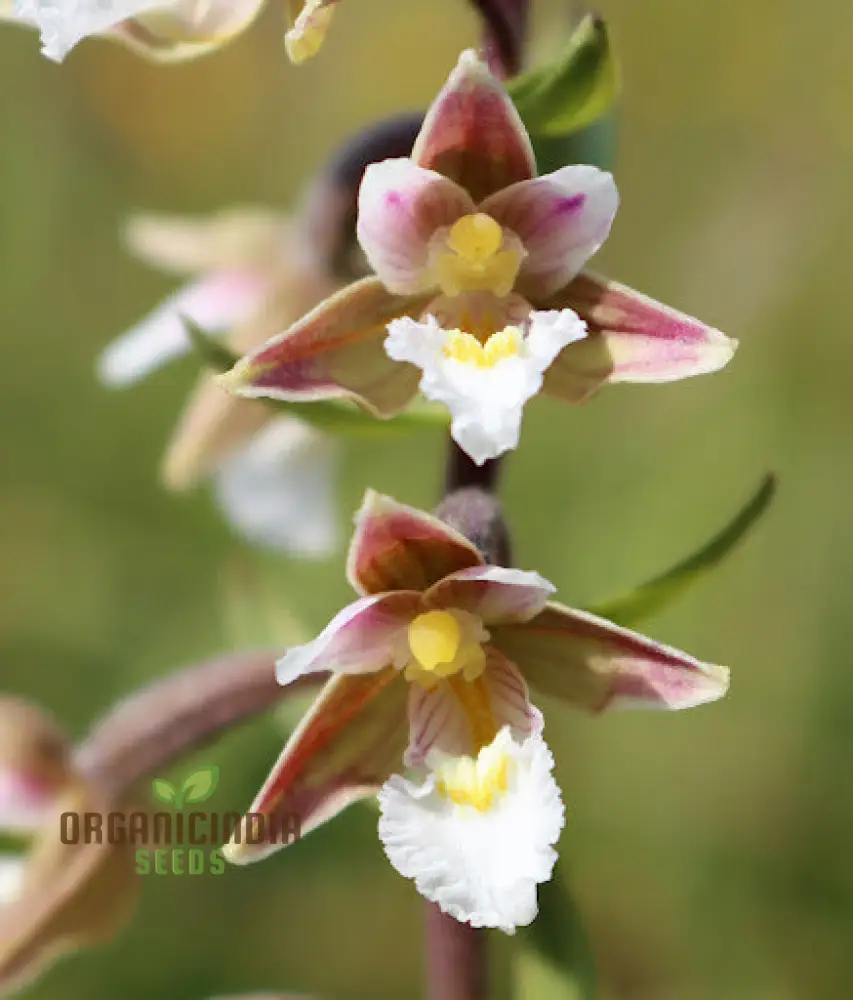 Epipactis Palustris Flower Seeds For Planting, Cultivating Marshland Beauty in Your Garden - Image 3