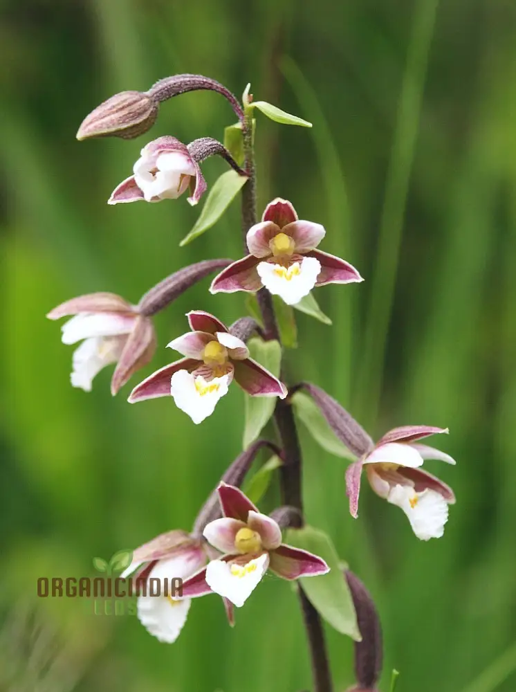 Epipactis Palustris Flower Seeds For Planting, Cultivating Marshland Beauty in Your Garden - Image 4