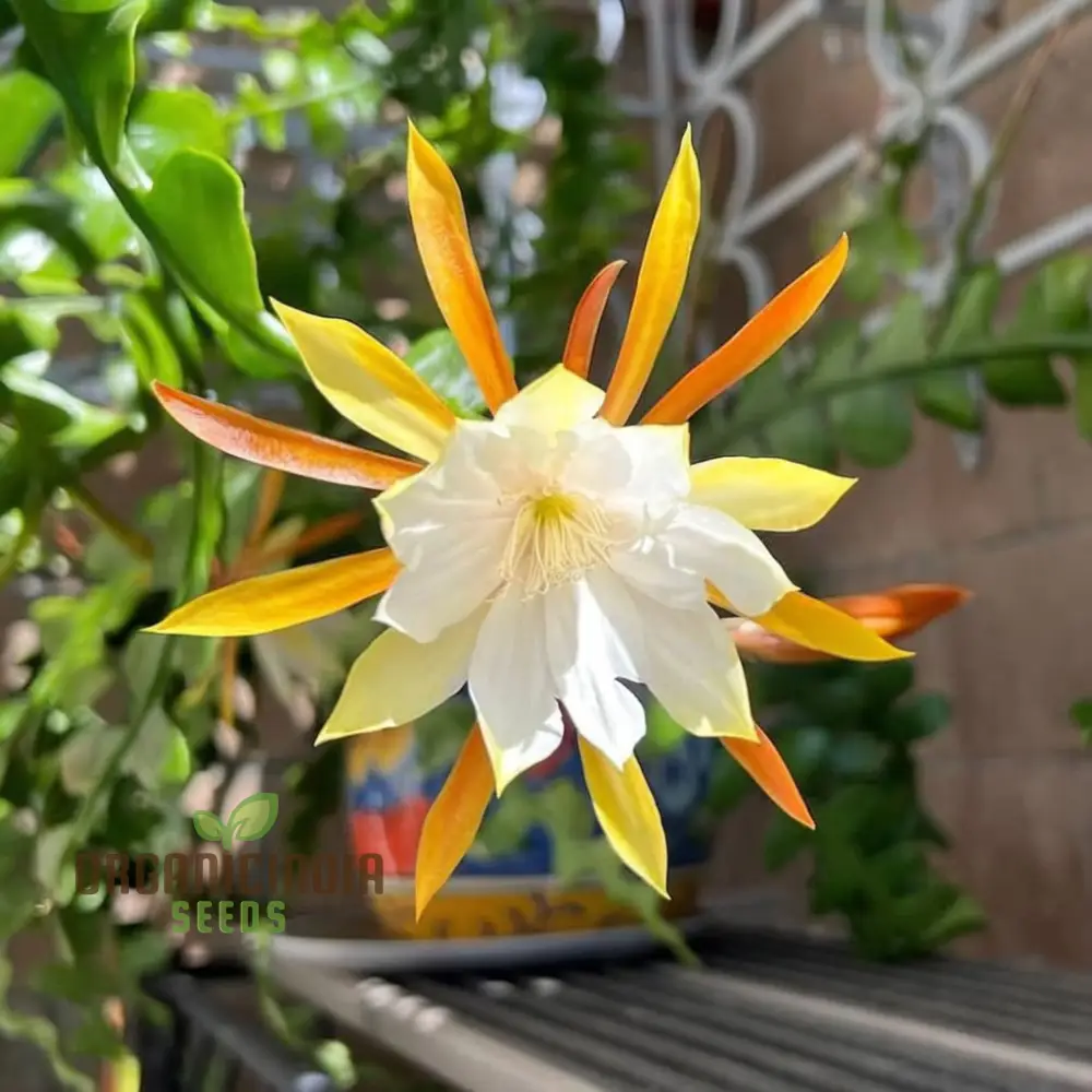 Epiphyllum Anguligar Flower Seeds, Transform Your Gardening Experience with Unique, Intriguing Blooms