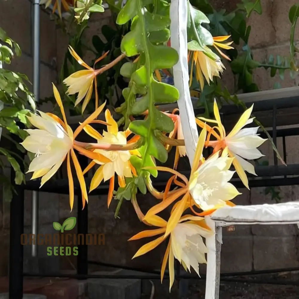 Epiphyllum Anguligar Flower Seeds, Transform Your Gardening Experience with Unique, Intriguing Blooms - Image 3
