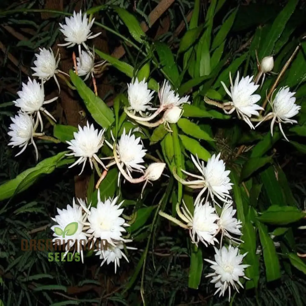 Epiphyllum Anguligar Flower Seeds, Transform Your Gardening Experience with Unique, Intriguing Blooms - Image 4