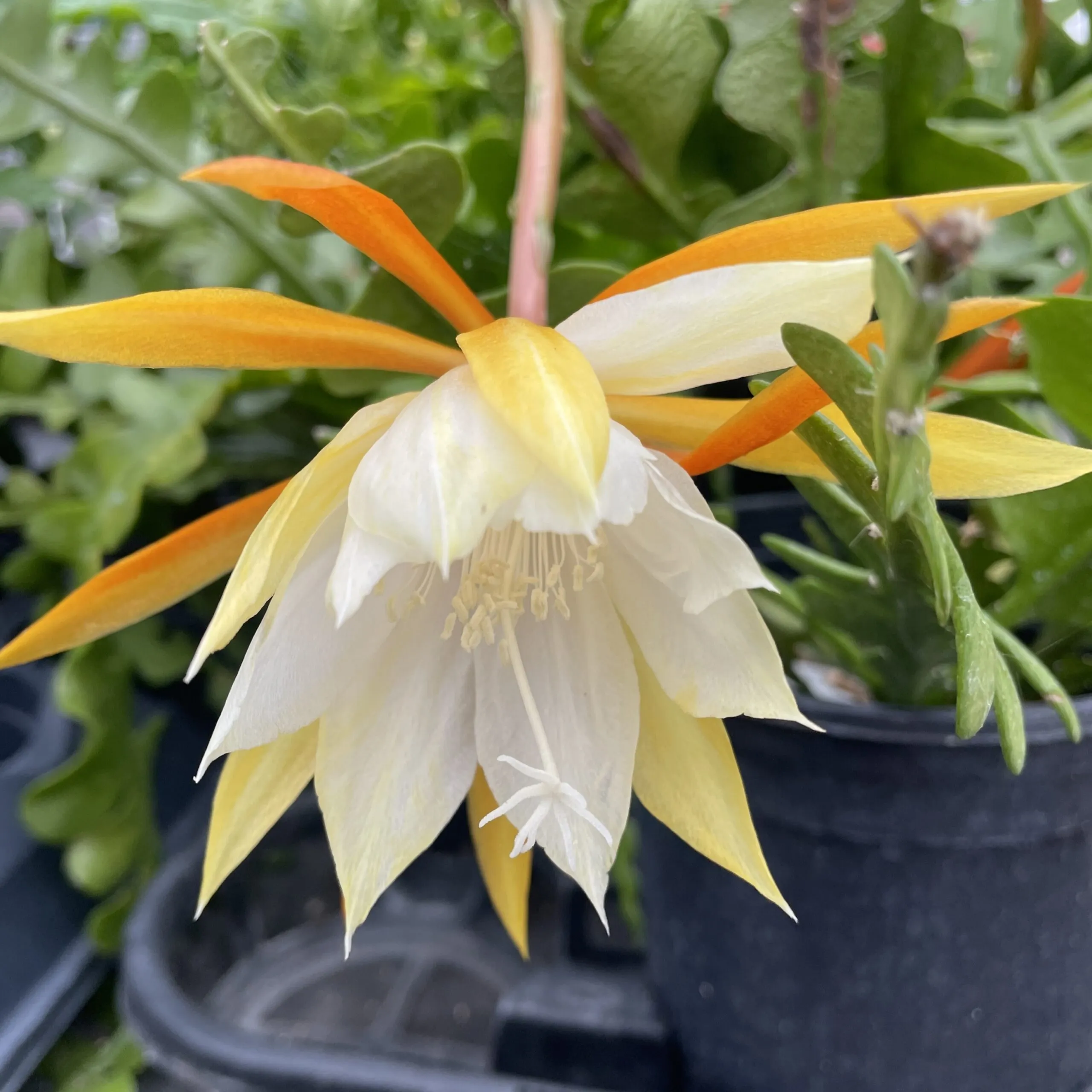 Epiphyllum Anguliger Seeds - Rare Fishbone Cactus for Unique Hanging Plant Displays