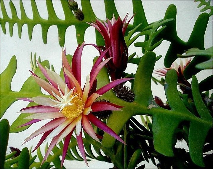 Epiphyllum Anguliger Seeds - Rare Fishbone Cactus for Unique Hanging Plant Displays - Image 3