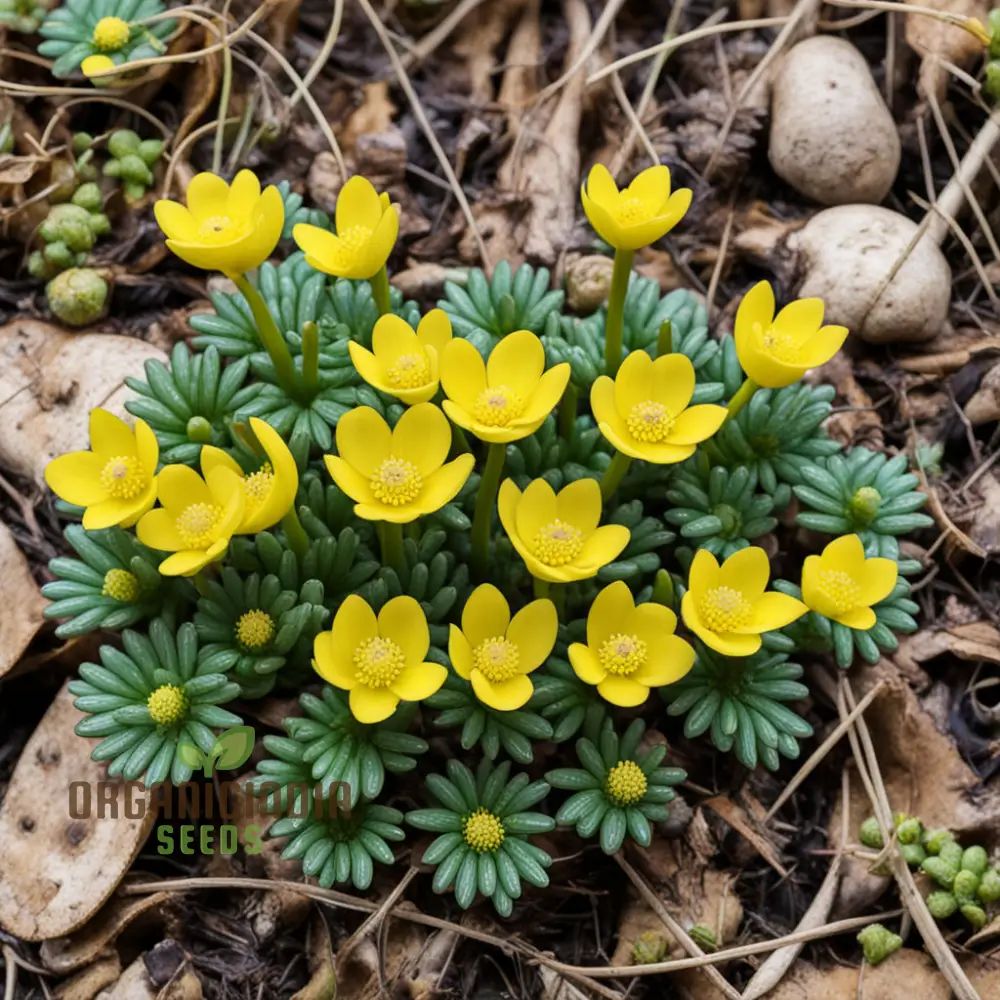Early Bloomer Delight, Eranthis hyemalis Flower Seeds for Brightening Your Garden with Premium Planting Seeds