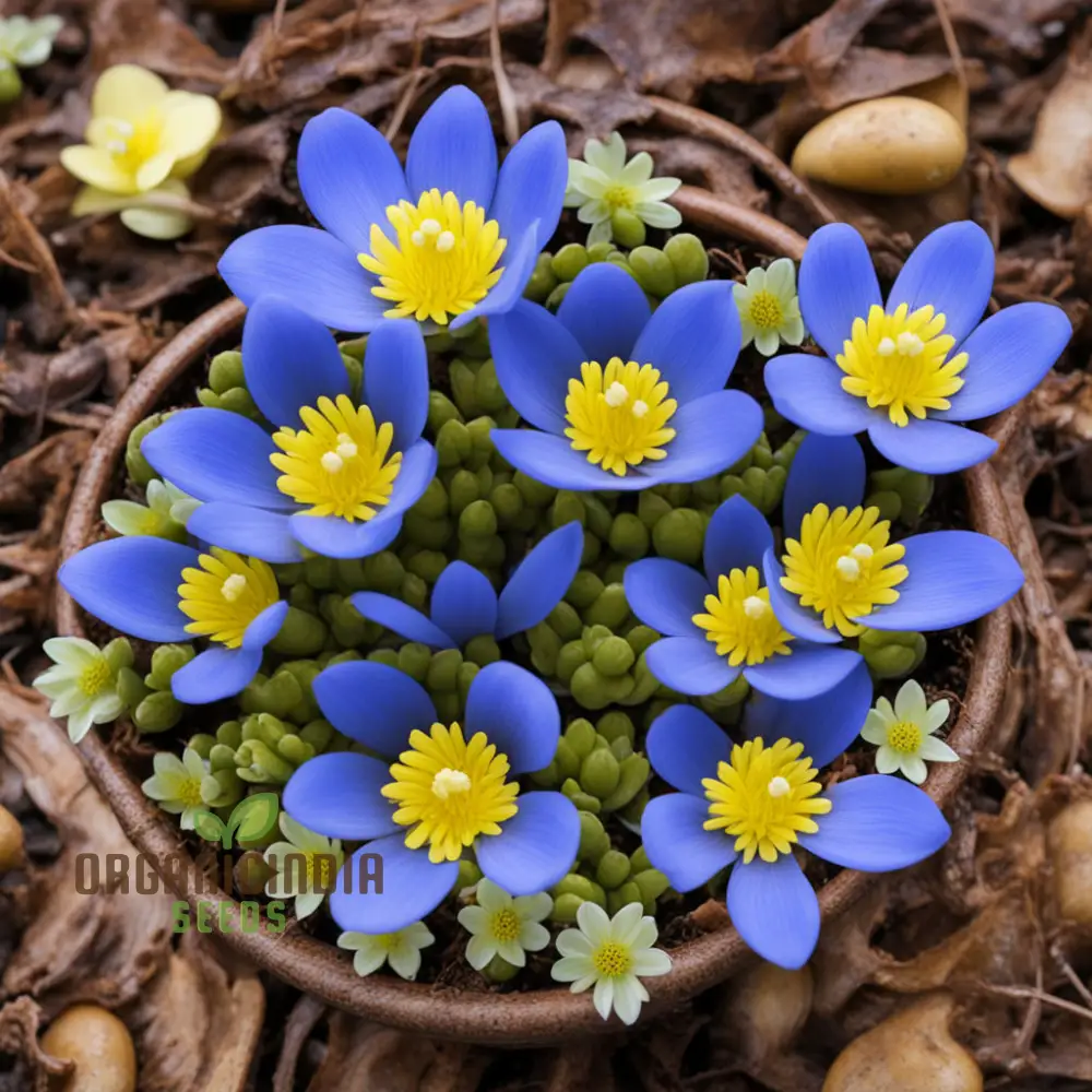 Early Bloomer Delight, Eranthis hyemalis Flower Seeds for Brightening Your Garden with Premium Planting Seeds - Image 3
