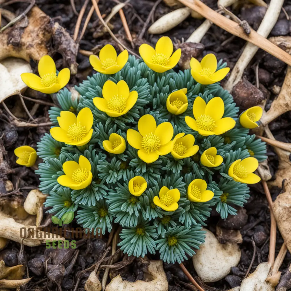 Early Bloomer Delight, Eranthis hyemalis Flower Seeds for Brightening Your Garden with Premium Planting Seeds - Image 4