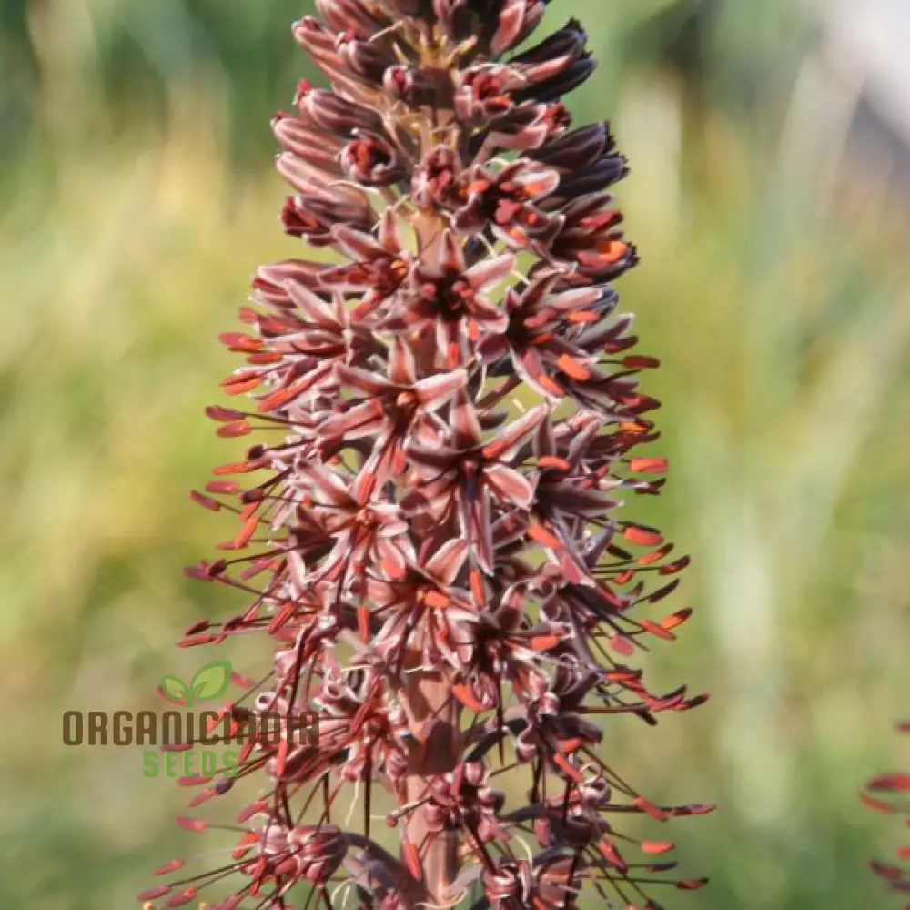 Eremurus Cristatus Seeds for Gardening - Stunning Foxtail Lily Seeds for Beautiful Garden Displays
