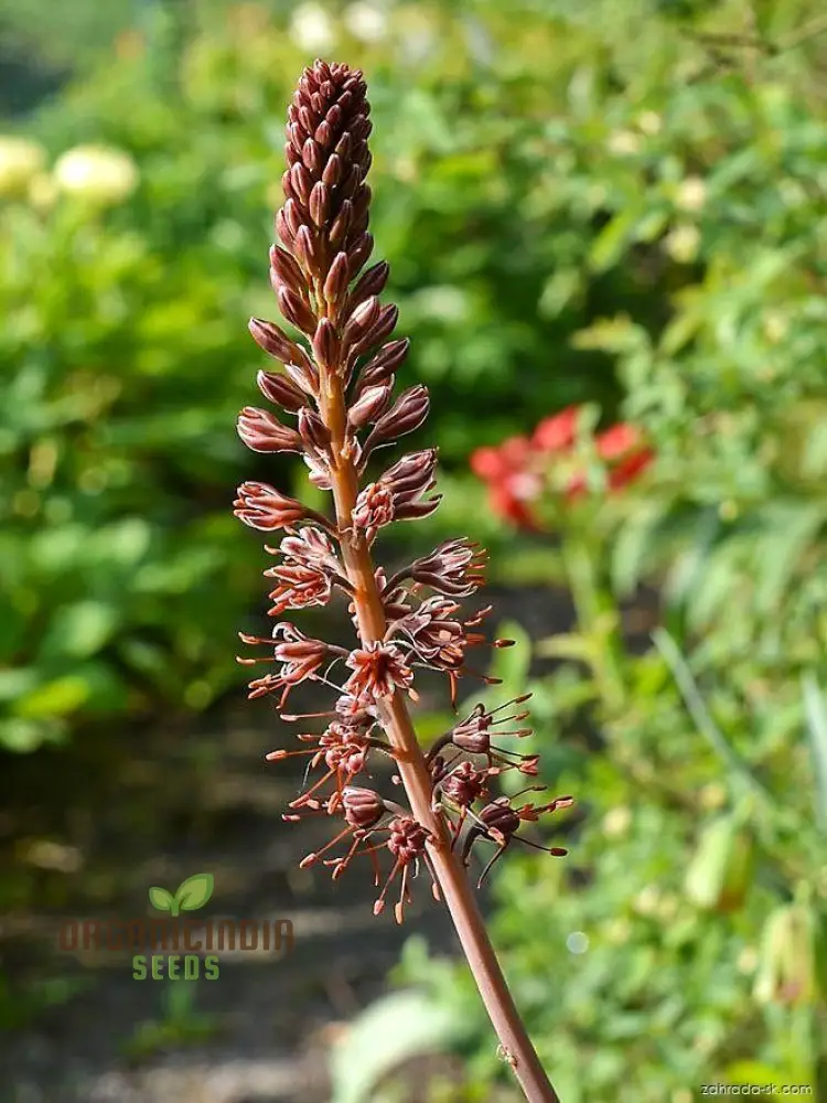 Eremurus Cristatus Seeds for Gardening - Stunning Foxtail Lily Seeds for Beautiful Garden Displays - Image 3