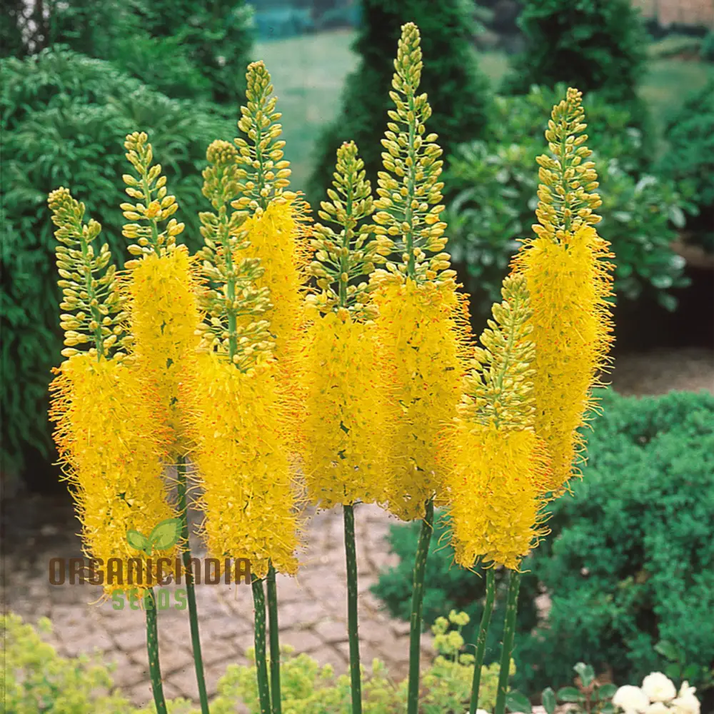 Eremurus Robustus Seeds for Gardening - Majestic Foxtail Lily Flower Seeds for Stunning Garden Displays