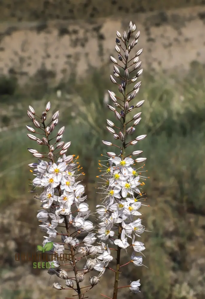 Eremurus Tianschanicus Seeds for Planting - Exotic Perennial Flower Seeds from Central Asia
