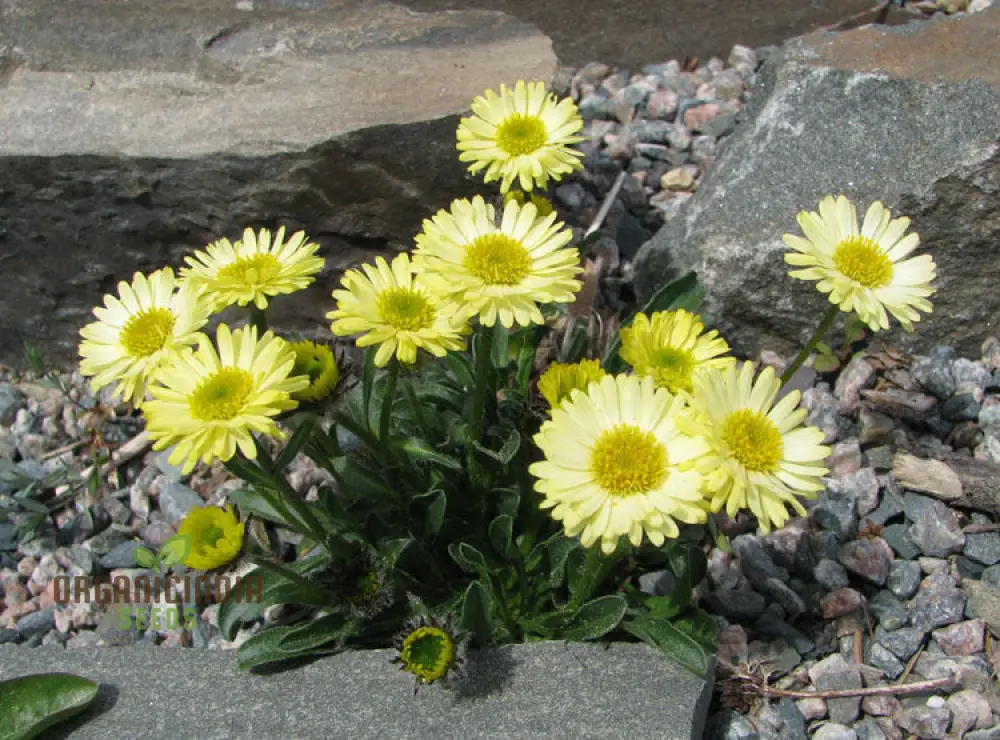 ERIGERON AUREUS Seeds For Planting - Native American Wildflower Seeds for Gardening Enthusiasts