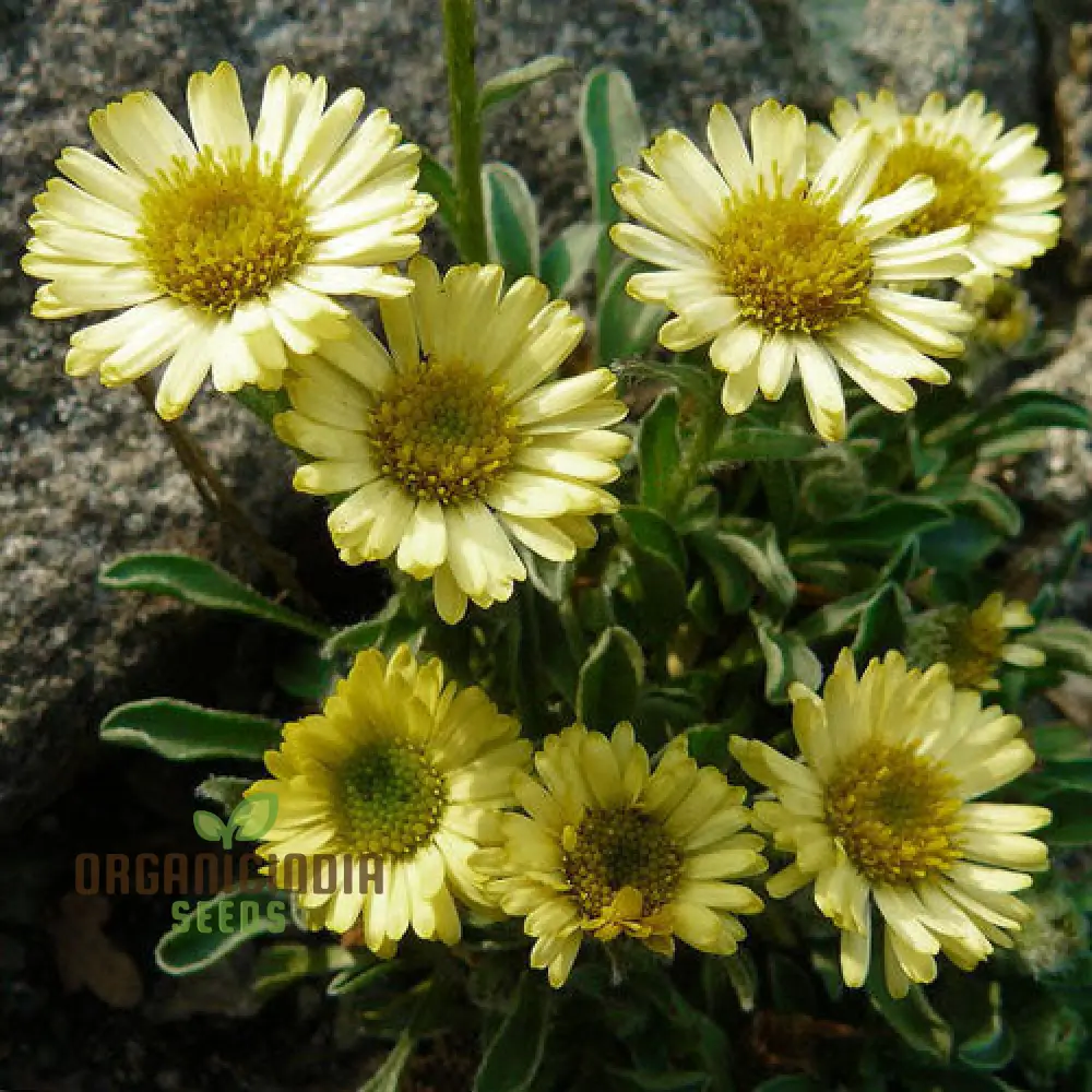 ERIGERON AUREUS Seeds For Planting - Native American Wildflower Seeds for Gardening Enthusiasts - Image 3