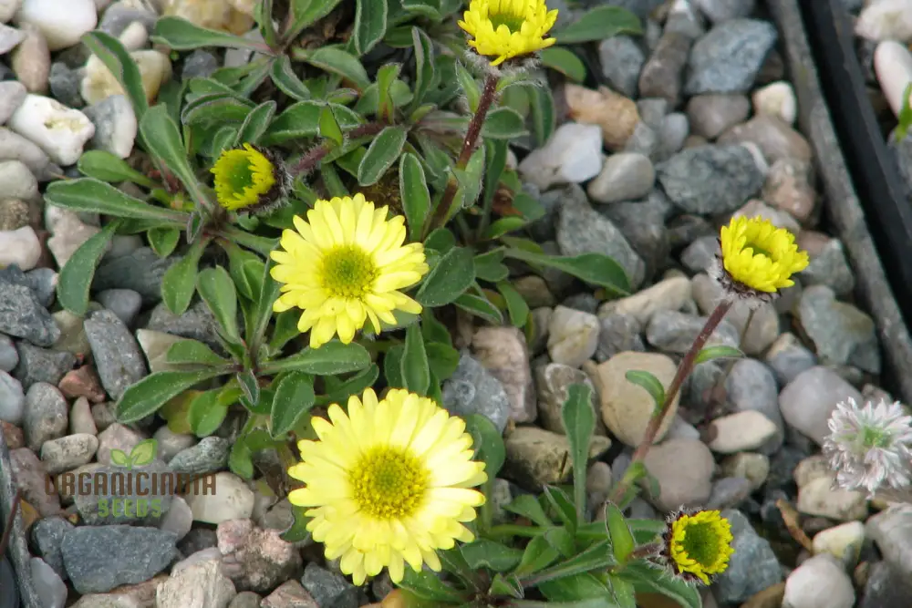 ERIGERON AUREUS Seeds For Planting - Native American Wildflower Seeds for Gardening Enthusiasts - Image 4